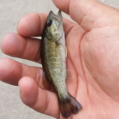 スモール釣ったら引きにはまり！
久しぶり釣りをはじめたへっぽこバサー❗