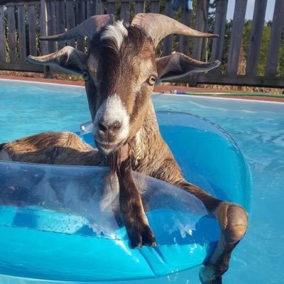 GoatOfTheWasp Profile Picture