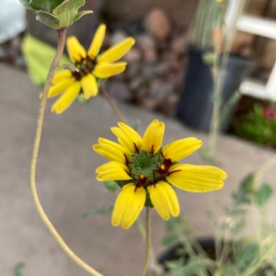 juldesrosiers's profile picture. 