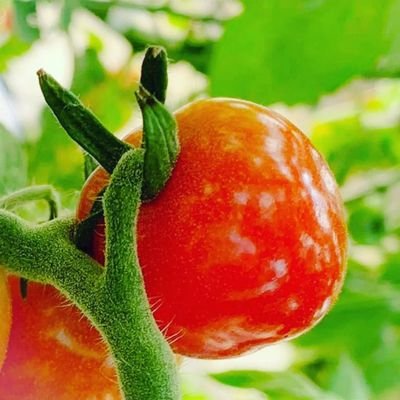 yasaityokubai's profile picture. 川口市南鳩ヶ谷で野菜直売をしています！直売所の裏の畑で育てた朝採りの野菜を販売しています！！ その日に売る野菜の情報やお知らせ、畑の状況をお伝えしていきます✨ 日にち 火、木、土曜日 時間 15時~17時30分頃 ※なくなり次第終了 Instagram→yasaityokubai