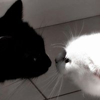 tommostace (@tommostace) 's Twitter Profile