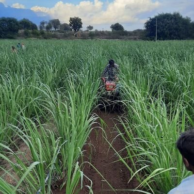 Fresh Agro food and agro processed product,