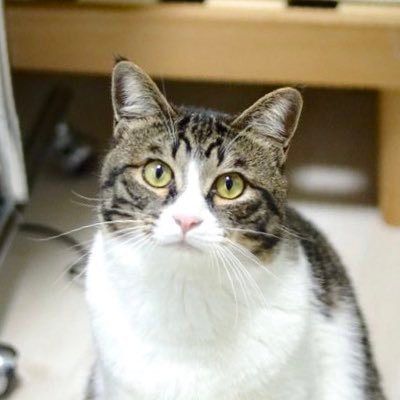 大阪府動物愛護管理センターから2021年8月にやってきたキジ白の猫♂を可愛がるアカウントです。名前は あかまる です。