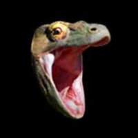 KomodoAlex (@komodo_alex) 's Twitter Profile