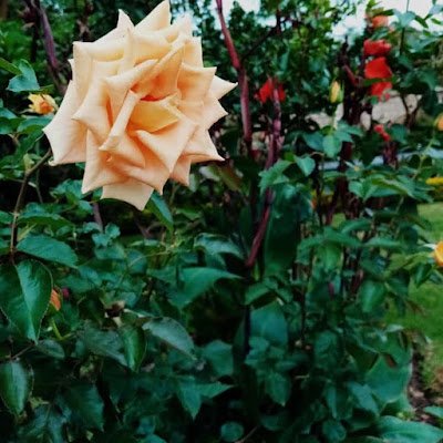 jkmlan's profile picture. 