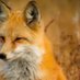 Felix Fox (@elcojeburras400) Twitter profile photo Felix Fox (@elcojeburras400) Twitter profile photo