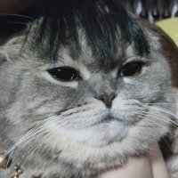 Mhoomhoo😺 (@mhoomhoomeow) 's Twitter Profile Photo
