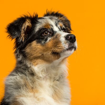 🐶 Its All About Australian Shepherds Here.
👇👇👇👇👇👇👇👇👇