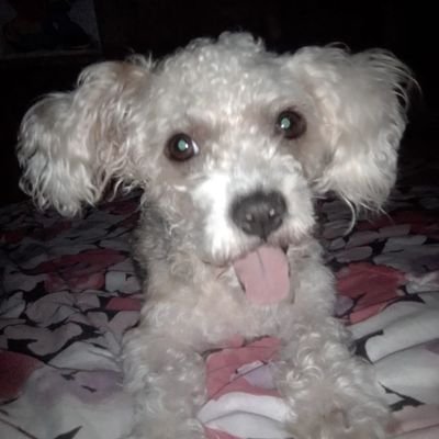 Dios primero amor y después a mi esposo y después a mi bb mi perrita