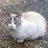 mayumijohn's profile image
