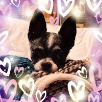 Cookie (@cookiecaspari) 's Twitter Profile