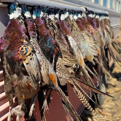 Rieger Creek Lodge is a premiere Pheasant Hunting Lodge located in North Central SD. RCL is known for the Luxury in the Lodge, and Thrills in the Field!