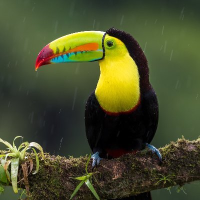 BirdButtさんのプロフィール画像