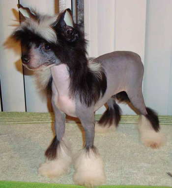 bzzgirl76's profile picture. 