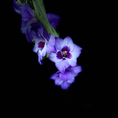 cheepette8's profile picture. Any views expressed are my own.