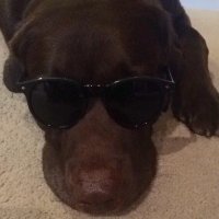 Mick Bee (@mickbeeblues) 's Twitter Profile