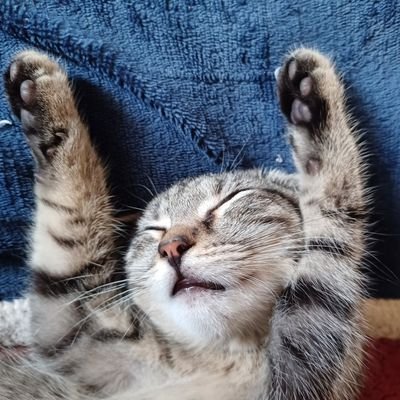 judanemily1's profile picture. Liberal single parent of adult son. Cat & Dog lover. Pacifist. 
Greatest asset-love of learning. 🚫DMs🚫Porn-I just don't want to see your business.