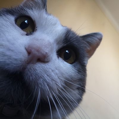 hypermuusic's profile picture. asleep or dead