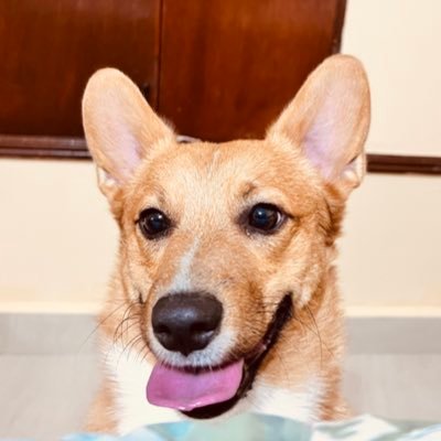 Corgi mom interested on political science, sustainability, philantropy and public health… not more.