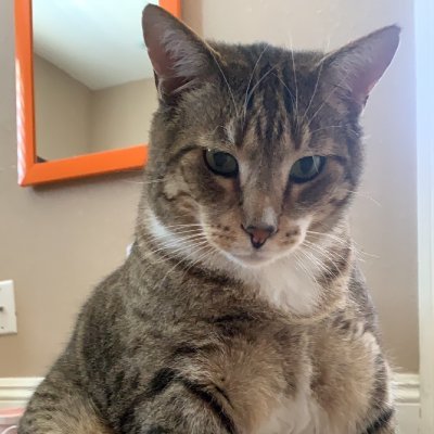 Hello Hoomans ! I am a 23lb cat living in Las Vegas. My hoomans are trying desperatley to get me to lose weight but it will never happen I will always be CHONKY