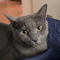cespriv (@cespriv1) 's Twitter Profile