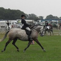 Paula Curtis - @fourlegsarebest Twitter Profile Photo