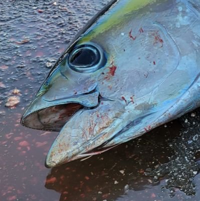 KK63788743's profile picture. 釣り物はアジからクエ、マグロまで/主に千葉、静岡、伊豆七島/ロックショア、オフショア問わず/男女群島2年連続上陸中