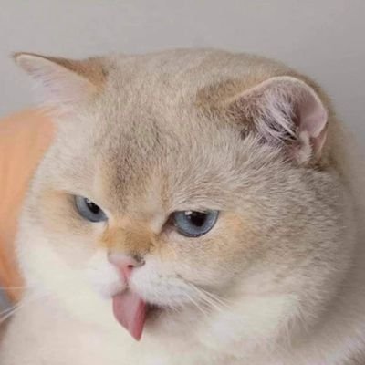 luminous_829's profile picture. 🐾🐈‍⬛🐱