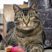 Tiggy The Cat (@tiggystephens) 's Twitter Profile