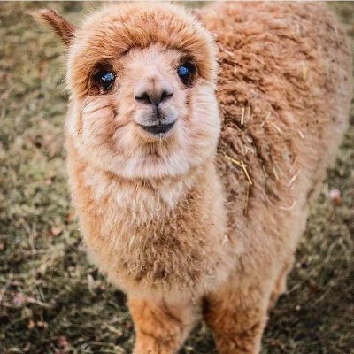 gotmyluckysocks's profile picture. 