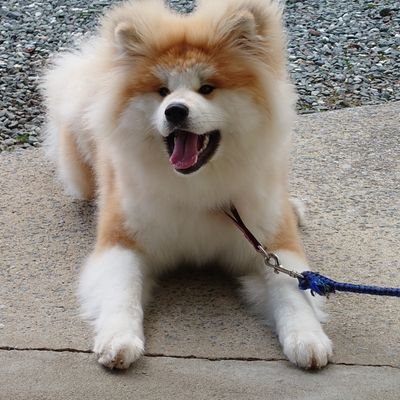 女の子の秋田犬、ピポです!誕生日は7/17 名前の意味はフィンランド語で【毛糸の帽子】だよ〜宮城県気仙沼市に住んでます 秋田犬っぽくない名前だけどそういうのもいいですよね!!