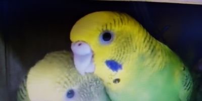 JunOkad83608148's profile picture. E◯委員会副委員長がE◯on M◯skさんに対し「T◯itter(エ◯クス)で 自由な発言を許せば制裁を受けるだろう」と脅したり、W◯O総会で「人間の尊厳、人権、基本的自由の尊重」の規則項目が削除されそうになっていたり、近年 大Newsが多いです!!! 弁護士さん、法律・憲法関係者さん 頑張ってください!!!!!!!