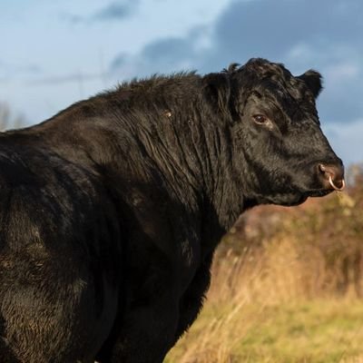 Phepson Angus. Grass fed, no fuss, Forage Bulls. Maximise your meat from grass. Profitable/ecological forage farming. Nuffield Scholar 2022