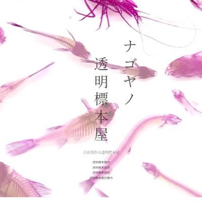 【自己紹介】愛知県で透明標本を作成＆販売しているモノです。魚がメイン。【活動内容】透明標本作り。透明標本を使ったアイテム作り。【お願い】自社、自店で透明標本類を販売したい方や標本業を営んでいる方々、ぜひフォローしてください。DMもお気軽に！【魚を扱う方へ】死魚を処分する前にDMを！透明標本にできるかも！！