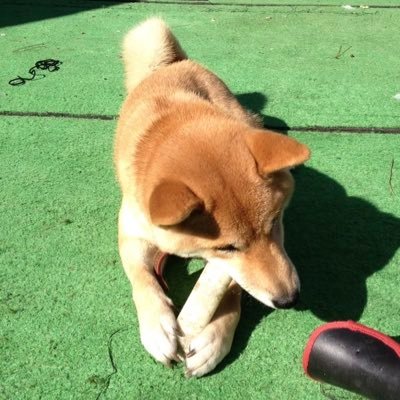 クワガタ好き。最近はネブト、サビ、ホソアカが特に好きです。むし好きの方仲良くして下さい!無言フォロー失礼します。