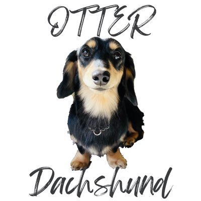 OtterDachshund Profile Picture