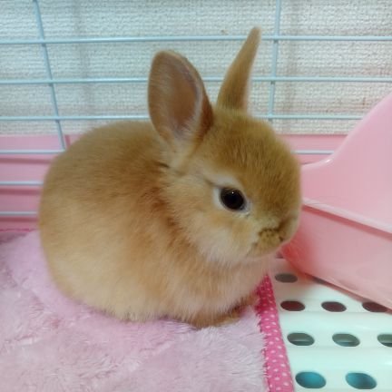 ネザーランドドワーフのルイです！うさぎ好きのみなさま、よろしくお願いします🐰
無断転載禁止です