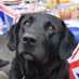 Hector Dog (@HectorDog6) Twitter profile photo