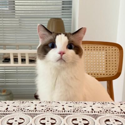 kyuutouu's profile picture. 打楽器専門