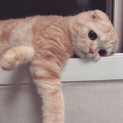 tataananaa's profile picture. Stay Alive