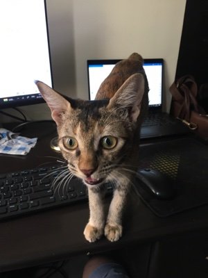 JayantM66's profile picture. ❤️Miss you sweet, lovable and innocent Oichi ❤️