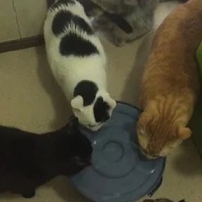 takeruhaisin's profile picture. たまにゲーム実況しています。youtube→https://t.co/tbzzqlFMhV tiktok→https://t.co/OwfTp8EOo3… twitch→https://t.co/DtplxSwgbh