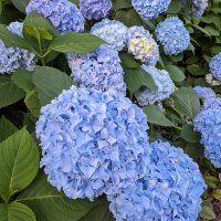 せぜの (@se_ze_no) 's Twitter Profile Photo