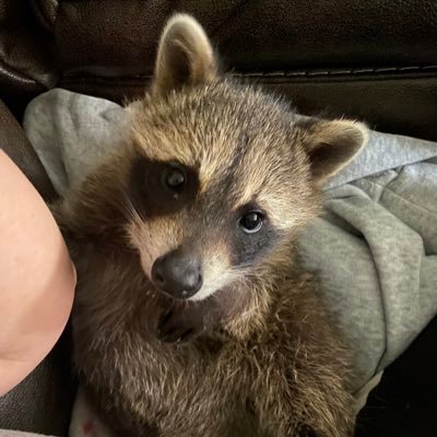 Come visit us on YouTube @Life with Rocco Raccoon Don’t forget to like and subscribe to watch Rocco grow! ❤️🦝