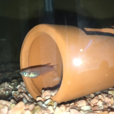 otttta333's profile picture. 『俺達。☆秦拓馬バスフィッシング大学 サロンメンバー』 『ZELOS コアテックモニター』島根在住 メインはブラックバス。 お遊びでシーバス、うなぎ、海釣り。 魚を観察する為、メダカ飼育中。