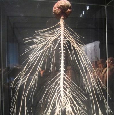 elastosteopath's profile picture. 