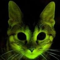 KucingHijau™ (@hijau_kucing) 's Twitter Profile Photo