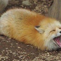 Larnewb (@larnewb) 's Twitter Profile
