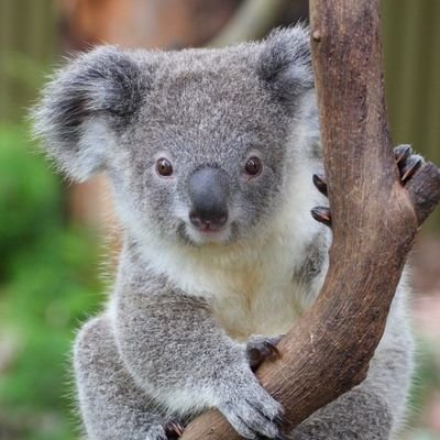 okul öncesi öğretmenliği aöf🤓💙
koala mı dedin👀😍