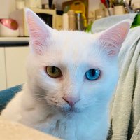 왁싱조아 (@waxedbigdicjung) 's Twitter Profile